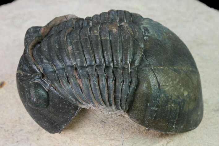Paralejurus Trilobite From Morocco - Check Out The Eye Facets #171497